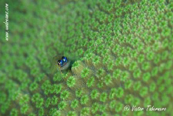 Resting in a coral by Victor Tabernero 